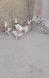 کفتر  طوقی فروشی