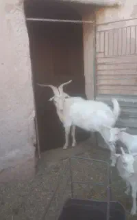 نر بز سانن