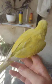 راهب پنج شش ماهه
