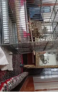 سیره قناری
