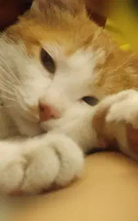 واگذاری گربه رایگان