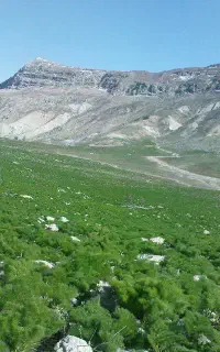 کاه جاشیر