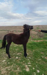 کره نریان یورقه