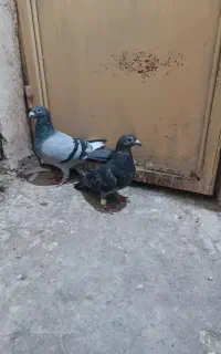 کفتر مینا سبز