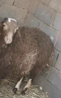 بره نر