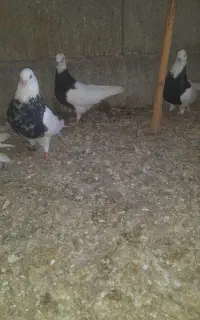 زاغ چشم نوک سفید و طوقی