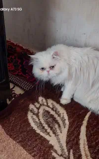 گربه