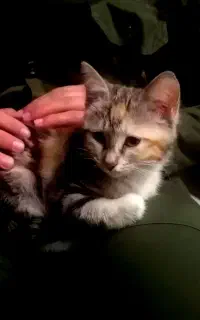 واگذاری رایگان گربه ی dsh ماده