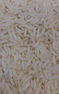 برنج فجر  سوزنی