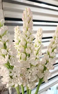 گل‌های زیبای چینی مخصوص مزون های عروس