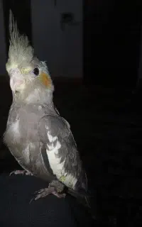 نقاشی