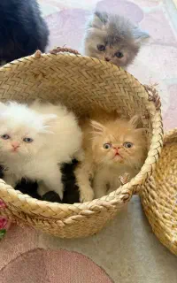 واگذاری پرشینهای گوگولی