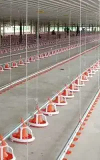 نصب و تعمیر تمام ادوات مرغداری گوشتی و تخمی