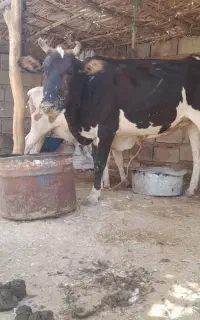 سه تا باهم 400میلیون