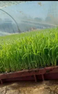 بذر طارم و شیرودی آماده نشا