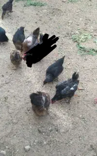 مرغ و خروس