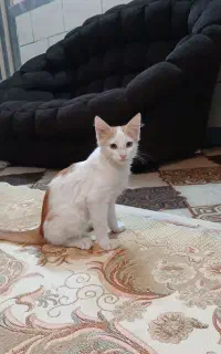 گربه باهوش