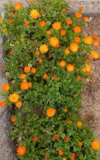 خدمات فضای سبز (باغبانی)