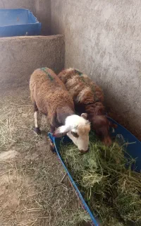 بره نر