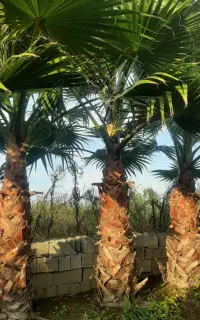 پالم