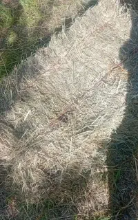 علوفه پرس