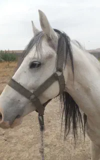 اسب