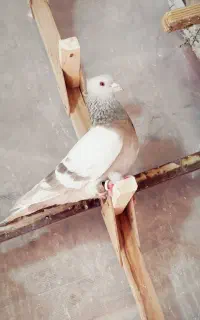 کفتر سوسنی دم سفید سرک