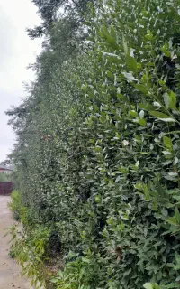 برگ بو  تر وتازه