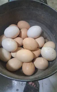 تخم مرع رسمی