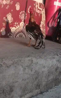 خروس لاری نسل در نسل