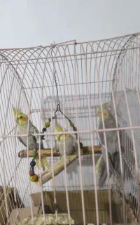 عروس هلندی سخن گو