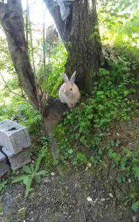 خرگوش خوشگل وبامزه