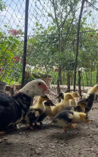 جوجه اردک محلی