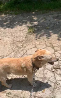 سگ واگذاری