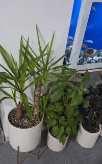 اکواریوم
