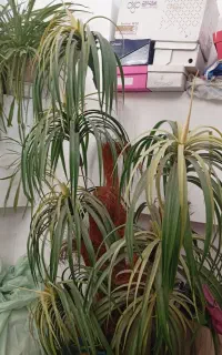 درختچه نخل مصنوعی
