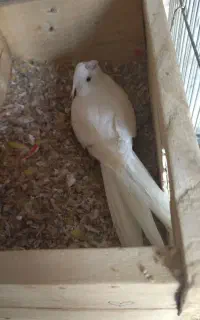 عروس روی تخم