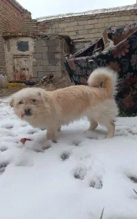یک عدد سگ پاکو ماده