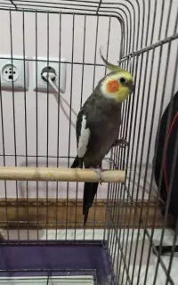 عروس هلندی نر