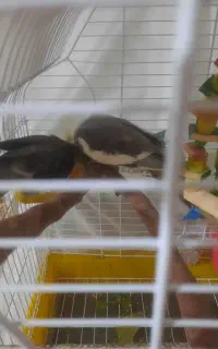عروس هلندی گمشده