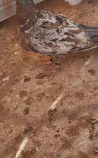 پلاکی