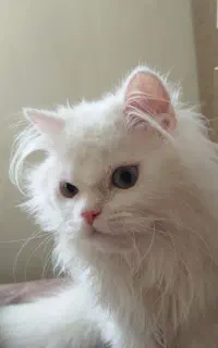 گربه پرشین نر صورت عروسکی