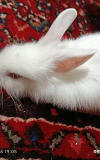 خرگوش چشم شرابی جرسی