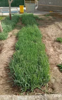 فروش تره تازه ارگانیک و خرفه