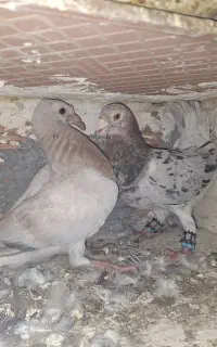 کبوترسار