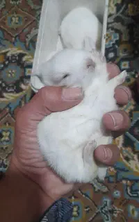 خرگوش کوچلو سفید خوشگل