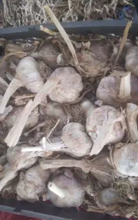سیر‌خشک‌بذری