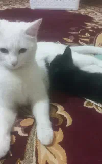 گربه اسکاتیش ماده به همراه بچه