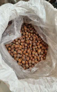 فندق خشک شکسته بی نمک