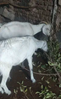 بز دورگ